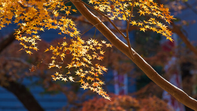 Autumn maple tree branches with vibrant golden yellow leaves glowing in sunlight and soft focus background