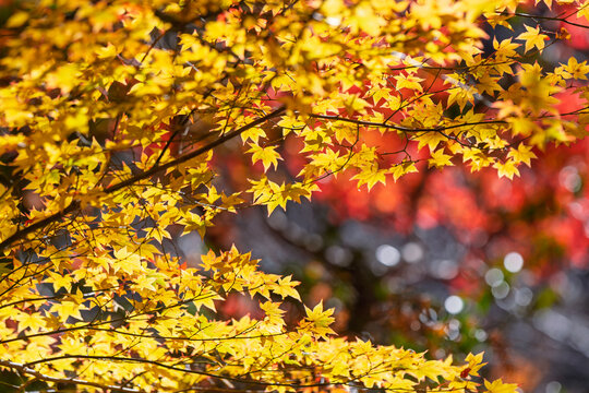 Autumn maple leaves glowing in bright yellow and red colors with sunlight and soft bokeh background in japanese garden