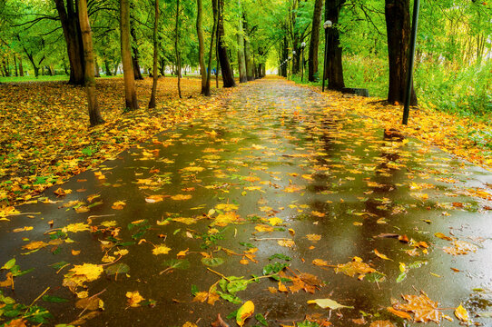Autumn park alley landscape - wet park alley and an asphalt path covered in fallen yellow autumn leaves under dark trees after a light rain shower