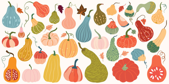 Pumpkins collection in a variety of shapes, sizes, colors and styles, perfect for autumn designs, seasonal decorations, invitation, packaging, textiles and creative projects