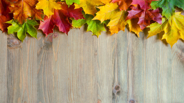 Autumn background suitable for Thanksgiving day and other autumn holidays - colorful maple leaves border on the natural wooden background with free space for text
