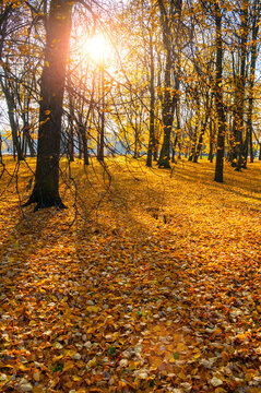 Sunny autumn park landscape - tall trees with yellow and orange leaves and a thick carpet of yellow leaves covering the ground under soft sunset light, October in the city background