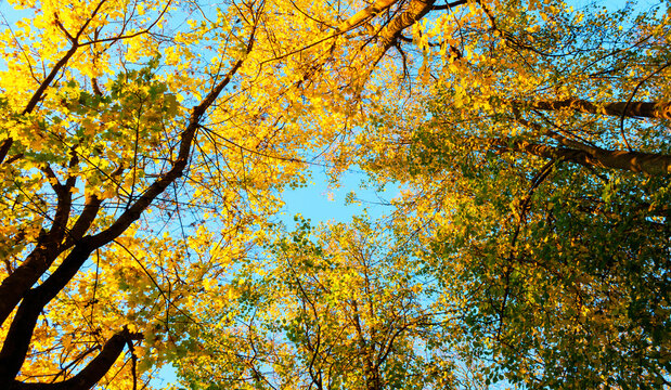 Panoramic autumn tree tops background - mixed green and yellow autumn tree crowns framing a patch of clear blue sky from a low-angle perspective