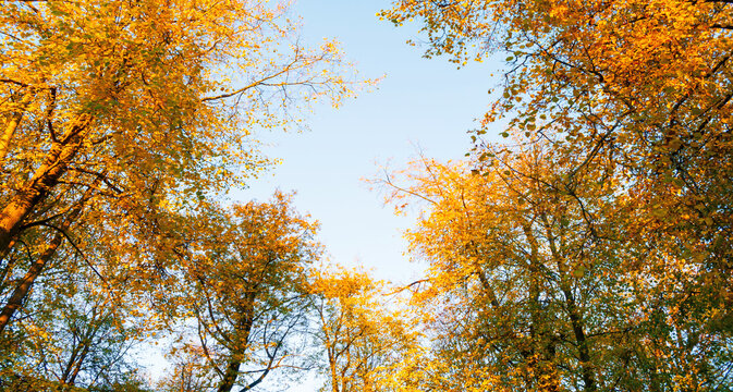 Autumn forest trees panoramic background - golden autumn tree foliage framed against a bright blue sky, captured looking upward into the canopy
