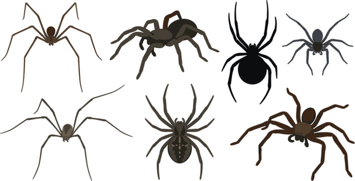 Vector collection of realistic creepy spider icons including tarantula widow and reconfigure arachnid shapes for Halloween and nature designs