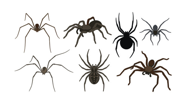 Vector collection of realistic creepy spider icons including tarantula widow and reconfigure arachnid shapes for Halloween and nature designs