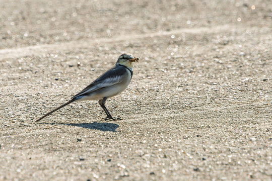 White wagtail bird standing on ground holding an insect in beak with copy space