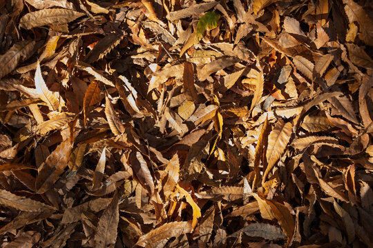 Full frame textured background of dry brown autumn fallen leaves with natural sunlight and shadow in forest