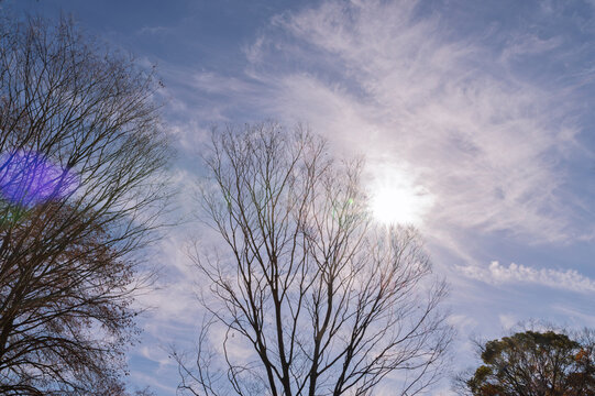 Bare winter tree branches silhouette against sunny blue sky with cirrus clouds and sun flare in Japan