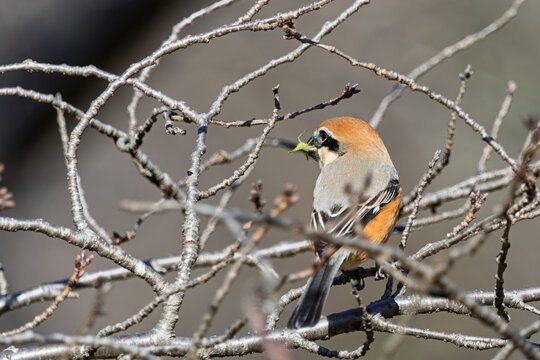 Bull-headed shrike bird perched on bare tree branches holding a green grasshopper insect prey in beak