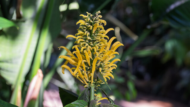 Close up of blooming golden plume justicia aurea flower with vibrant yellow petals and lush green bokeh background in greenhouse