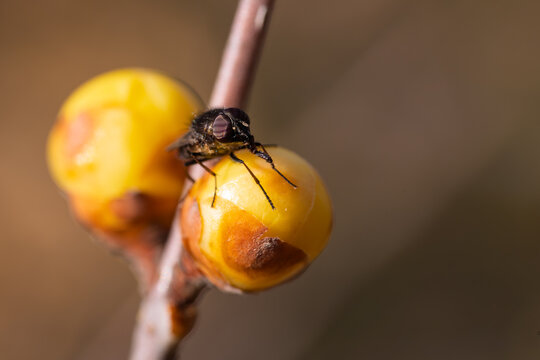 Macro shot of fly insect perched on yellow wintersweet flower bud in winter garden with copy space
