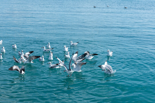Seagulls Playing on Qinghai Lake, China