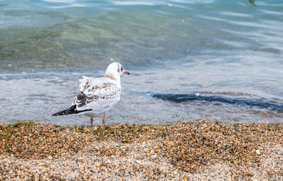 Seagulls Playing on Qinghai Lake, China