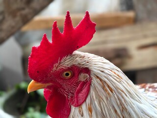 Side profile of a striking rooster with a bright red comb, golden eye, orange beak, and detailed white feathers, set against a softly blurred rustic background. © Ramla