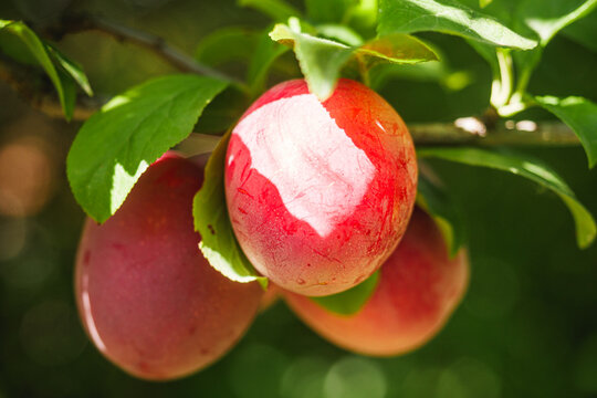 Ripe plums growing on a plum tree