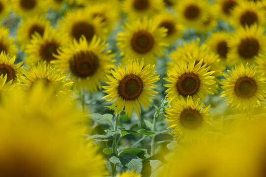 Close up of blooming yellow sunflower in full bloom field with soft bokeh foreground and background in summer