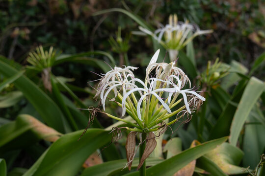 Close up of blooming white spider lily crinum asiaticum flower with lush green leaves in summer coastal garden
