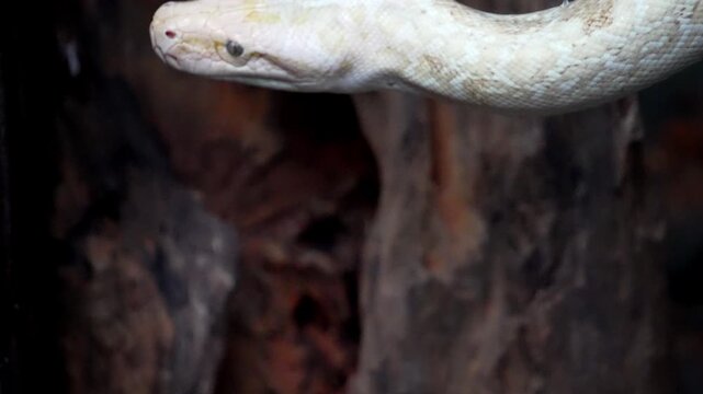 Boa constrictor coiled