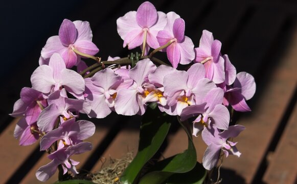 Blooming pink moth orchid (Phalaenopsis) in a potted arrangement displayed outdoors in bright natural sunlight on a wooden deck.
