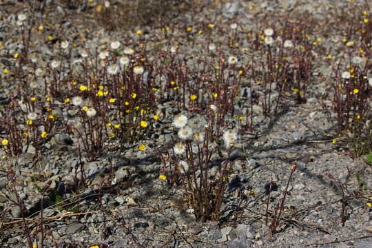 Coltsfoot seed heads (Tussilago farfara) with fluffy white pappus growing in a gravelly outdoor field in early spring sunshine.