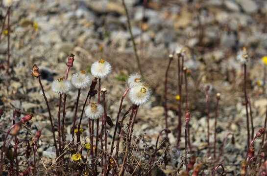 Coltsfoot seed heads (Tussilago farfara) with fluffy white pappus growing in a gravelly outdoor field in early spring sunshine.