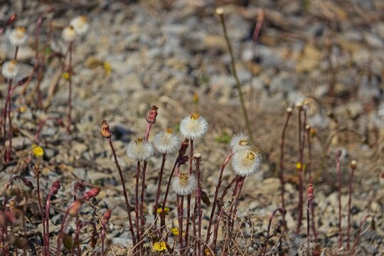 Coltsfoot seed heads (Tussilago farfara) with fluffy white pappus growing in a gravelly outdoor field in early spring sunshine.