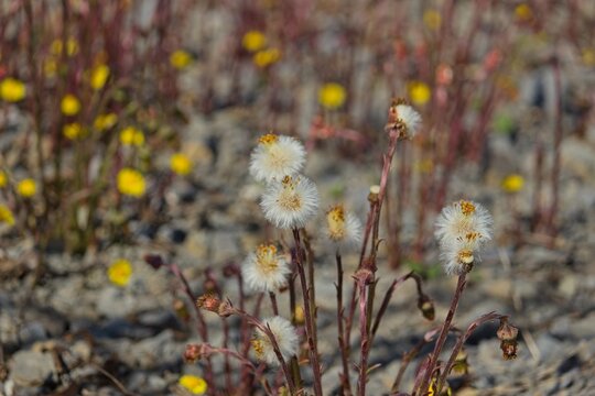Coltsfoot seed heads (Tussilago farfara) with fluffy white pappus growing in a gravelly outdoor field in early spring sunshine.