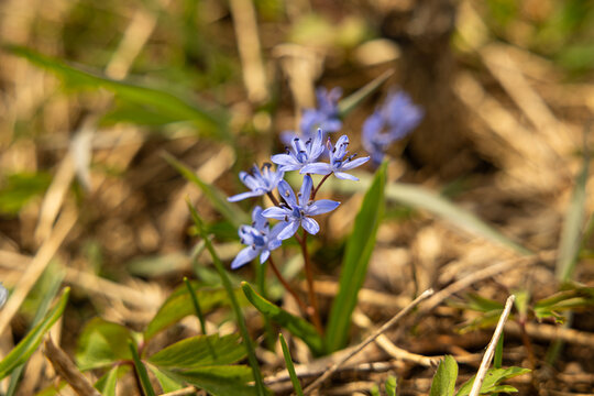 piccola pianta erbacea primaverile con delicati fiori azzurro-blu in un ambiente naturale in Slovenia