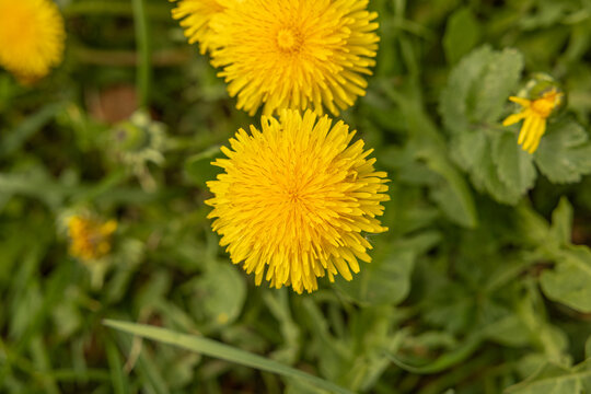 vista macro dei caratteristici capolini di colore giallo vivo del tarassaco (Taraxacum officinale), noto come dente di leone, in un prato, in primavera