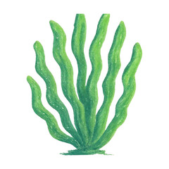 Fototapeta premium PNG Vibrant green seaweed illustration