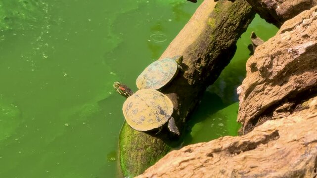 Turtles rest on a log by a green pond in a sunny park setting