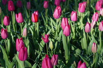 Fototapeta premium Many beautiful purple, pink tulip flowers during spring in a garden in the Netherlands