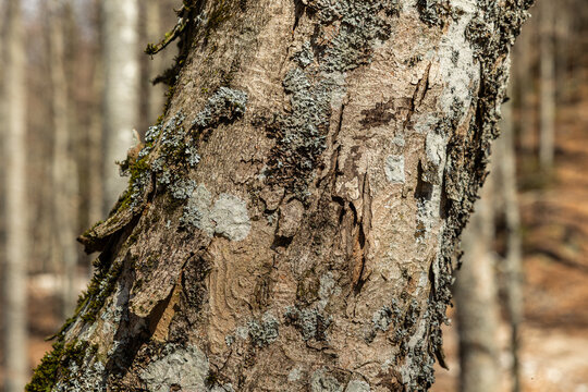 tronco di un albero con corteccia rugosa e screpolata, che presenta chiazze di licheni grigi e muschio, bosco di collina su sfondo sfuocato