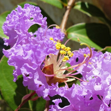 closeup of light purple crape myrtle bloom in detail