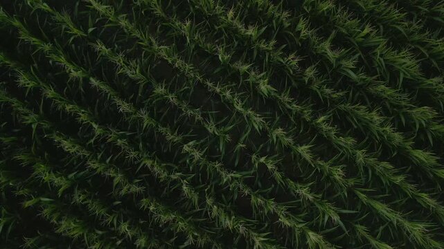 Aerial Top Down Shot Drone Slowly Rising and Rotating Above Green Corn Field Agriculture Texture Background