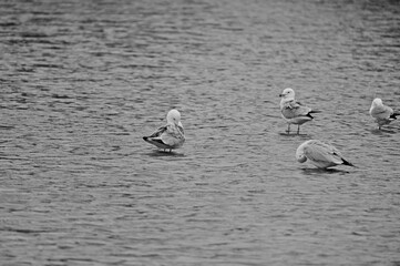 Fototapeta premium Flock of ring-billed gulls (Larus delawarensis) standing in shallow river water on a sandbar under soft daylight.