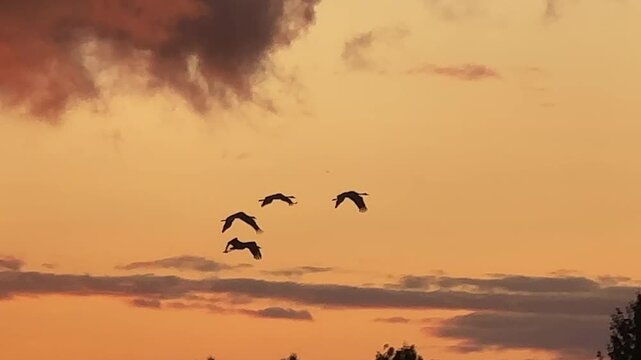 Birds fly across sky during sunset over horizon with warm colors in clouds. Migratory birds are return. Geese Bird Migration in sky on sunset. Birds Migrate. Migratory Birds Return Home In Spring. Mig