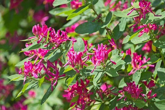 Lush blooming tatarian honeysuckle (Lonicera tatarica) shrub covered with delicate pink and white blossoms in late spring daylight.