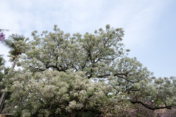 Fototapeta premium Beautiful chinaberry tree (Melia azedarach) flowers.