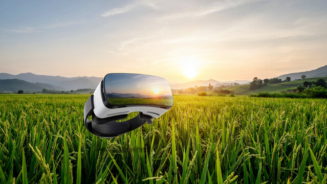 Virtual Reality Headset Floating Over a Scenic Rice Field at Sunset