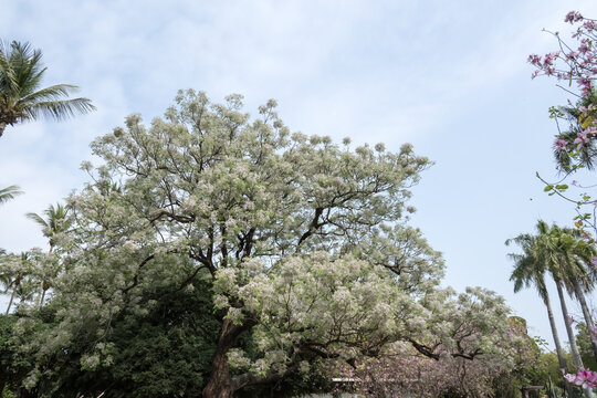 Beautiful chinaberry tree (Melia azedarach) flowers.