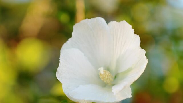 Beautiful white hibiscus syriacus flower bloom close up, rose of sharon flower head portrait in summer garden, pure althea shrub blossom on soft bokeh background. Rose of Sharon