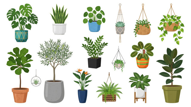 A collection of various potted houseplants, including monstera, aloe, and a fig tree, displayed in different pots and hangers.
