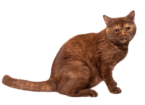 Cinnamon British Shorthair cat. Isolate	
