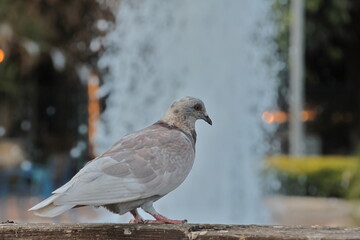 Fototapeta premium Pigeon in the park on the background of a fountain.