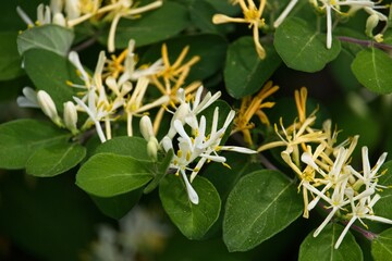 Obraz premium Blooming wild fly honeysuckle (Lonicera) shrub with delicate white and pale yellow flowers and green foliage in bright sunlight.