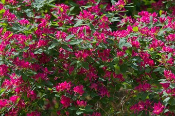 Obraz premium Lush blooming tatarian honeysuckle (Lonicera tatarica) shrub covered with delicate pink and white blossoms in late spring daylight.