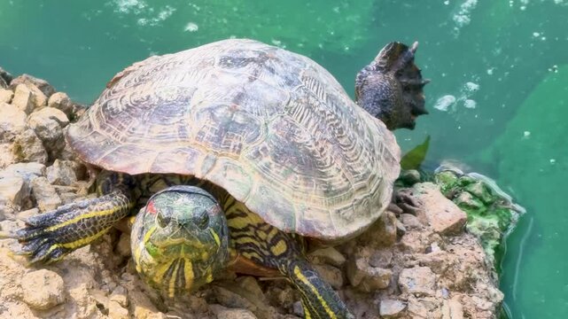 Turtle resting on a rock near water at a nature reserve in the afternoon