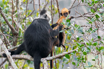 A Laotian Langur holds its orange young on a branch in Laos, Asia. © Rob
